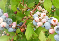 注目の美味しい健康果樹「ブルーベリー苗木」と「手作りジャム」