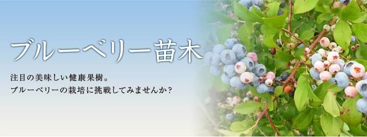 ブルーベリー苗木　注目の美味しい健康果樹。ブルーベリーの栽培に挑戦してみませんか？