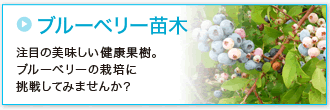 「ブルーベリー苗木」注目の美味しい健康果樹。ブルーベリーの栽培に挑戦してみませんか？